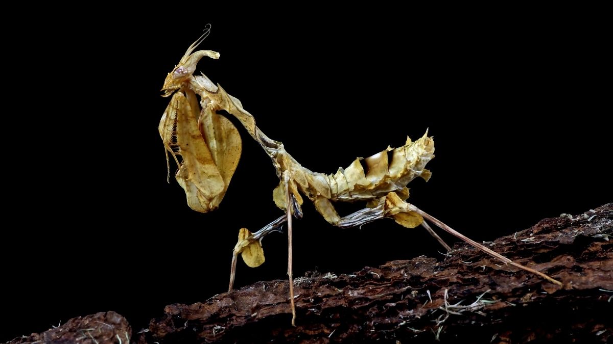 Devil’s Flower Mantis Insect that looks like flower